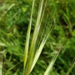 Bromus diandrus Kvet