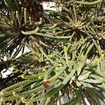 Araucaria columnaris Hoja
