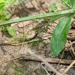 Galium triflorum Кара