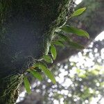 Pleopeltis macrocarpa Costuma