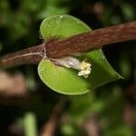 Callisia repens 花