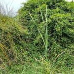 Typha orientalis Natur