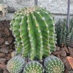 Echinopsis oxygonaЦвят