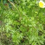 Limnanthes douglasii Φύλλο