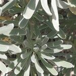 Argusia gnaphalodes برگ