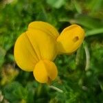 Lotus corniculatusBlomst