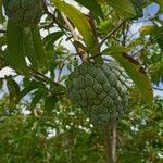 Annona squamosa Vrucht