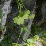 Bupleurum angulosum Цвят