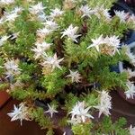 Sedum moranense Flower