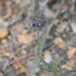 Salvia columbariae Habitus