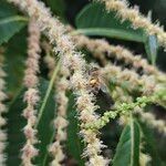 Castanea sativa Fula