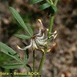 Anthyllis hamosa Other