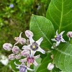 Calotropis gigantea Blüte