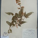 Clematis gouriana 其他