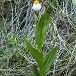 Cypripedium montanum Habitatea