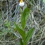 Cypripedium montanum Vekstform