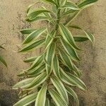 Dracaena reflexaЛіст