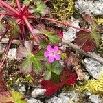 Geranium lucidum Kvet