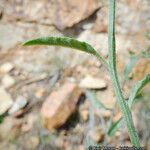 Solanum umbelliferum 葉