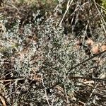 Artemisia herba-alba 叶