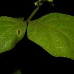Solanum jamaicense Fulla
