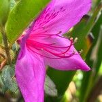 Rhododendron pulchrum Flower