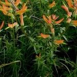 Castilleja tenuiflora Habit