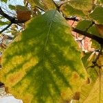 Quercus bicolor पत्ता