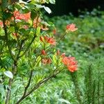 Rhododendron calendulaceum অভ্যাস