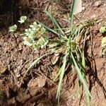 Bupleurum angulosum Цвят