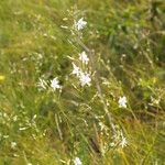 Anthericum ramosum Fula