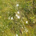 Anthericum ramosum Blüte