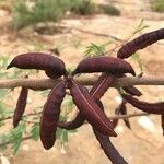 Acacia farnesiana Fruit