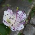 Capparis spinosa Kvet