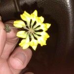 Coronilla securidaca Flower