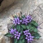 Physoplexis comosa 花