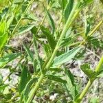 Chromolaena hirsuta Hoja