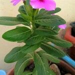 Catharanthus roseusLeaf