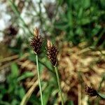 Carex pyrenaica Fruit