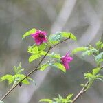Rubus spectabilis 花