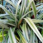 Chlorophytum comosum List