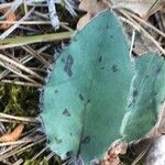 Hieracium glaucinum Leaf