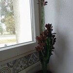 Euphorbia trigona Folha