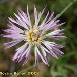 Volutaria muricata Flower