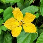 Cogniauxia podolaena Lorea