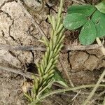 Indigofera hirsuta ഫലം