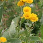 Inula oculus-christi Fleur