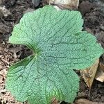 Ranunculus cortusifolius Листок