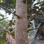 Schefflera morototoni Cortiza