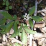 Panax trifolius Hábitos